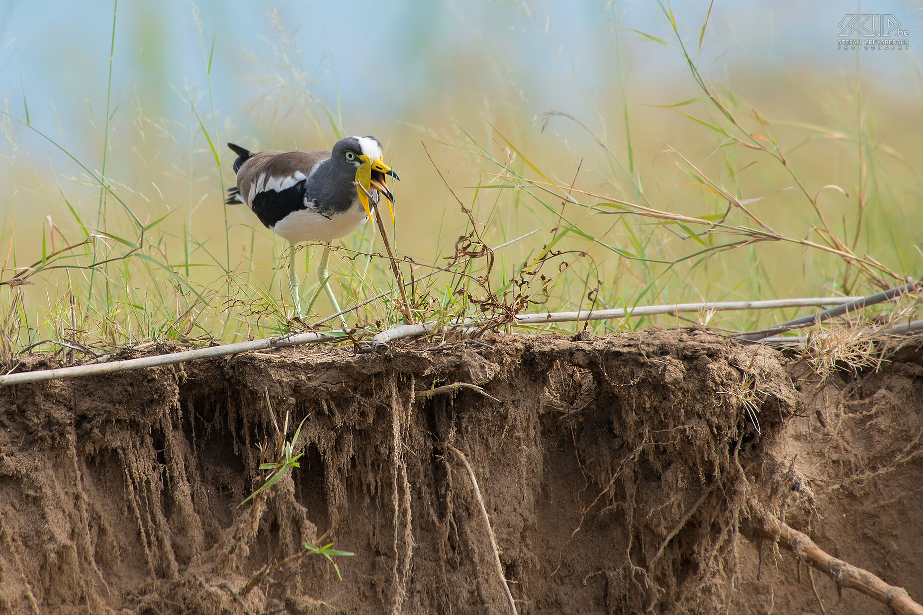 Lower Zambezi - Witkruinkievit Een witkruinkievit (White-crowned lapwing, Vanellus albiceps) heeft opvallende gele lellen en kan zeer veel kabaal maken. Stefan Cruysberghs